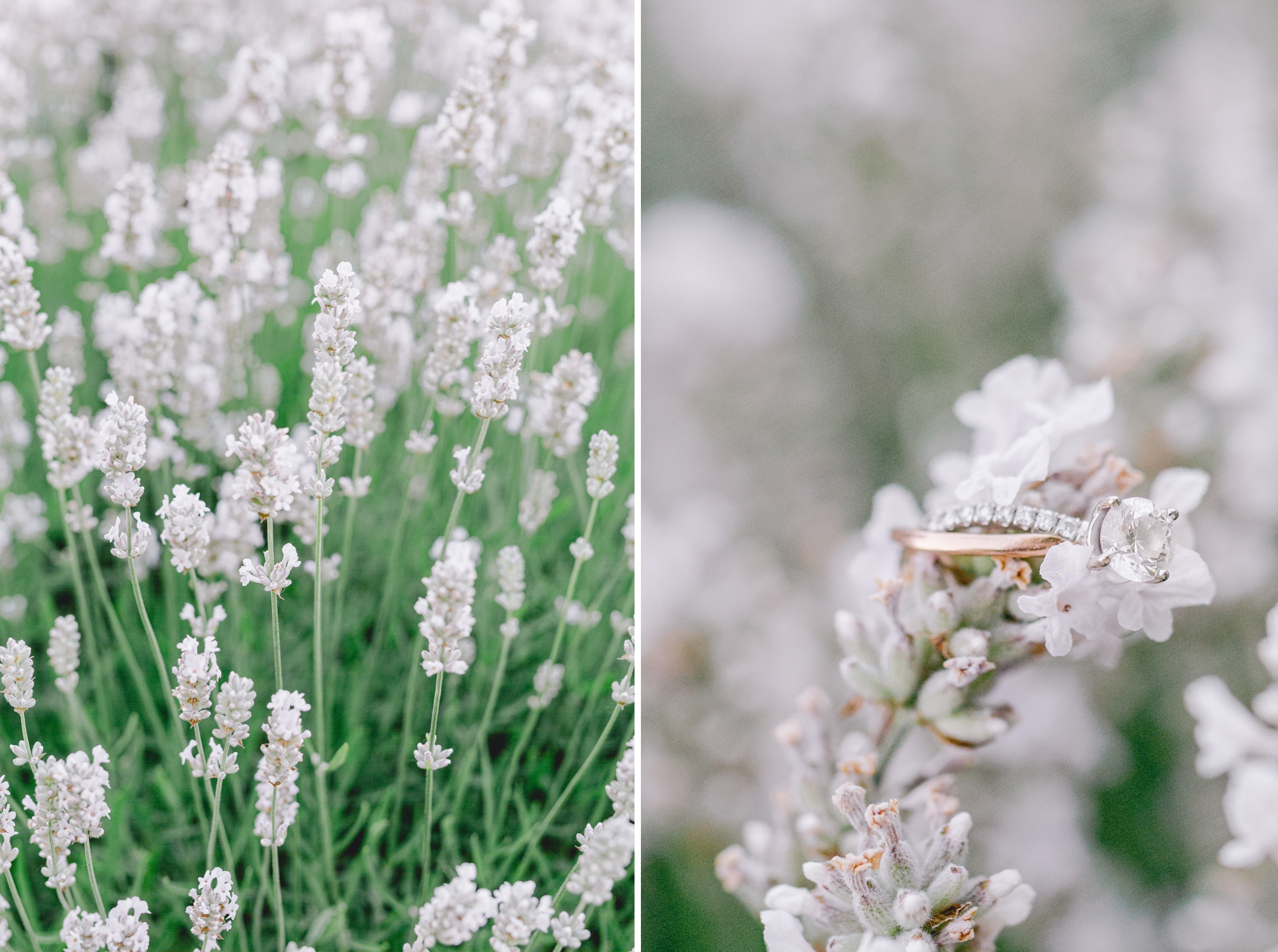 Vancouver Washington Lavender Farm Engagement Session by Something Minted Photography